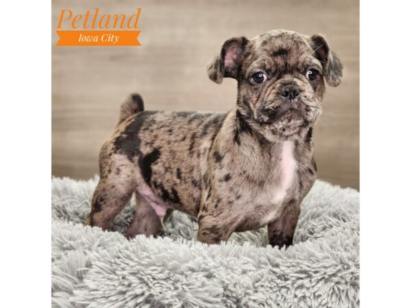 Frug Dog Male Blue Merle 18792 Petland Iowa City, Iowa