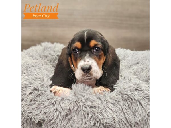 Basset Hound Dog Female Tri-Colored 18794 Petland Iowa City, Iowa