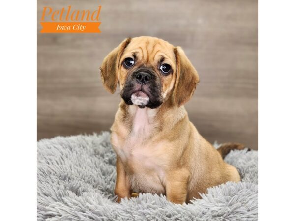 [#18834] fn sbl Male Puggle Puppies For Sale