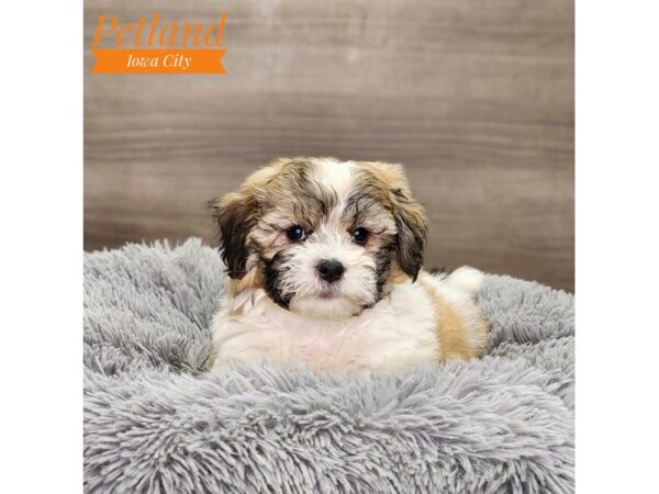 [#18832] br & wh Male Teddy Bear Puppies For Sale
