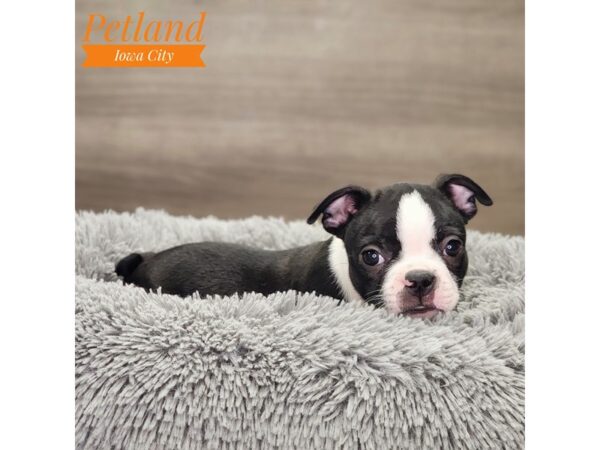 Boston Terrier Dog Male Black / White 18836 Petland Iowa City, Iowa