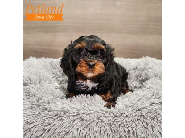 Cock A Poo-Dog-Female-Black-18817-Petland Iowa City, Iowa