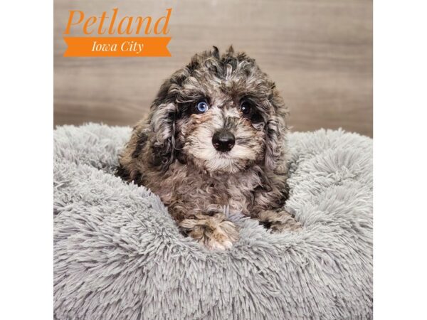 Poodle Dog Female Blue Merle 18851 Petland Iowa City, Iowa