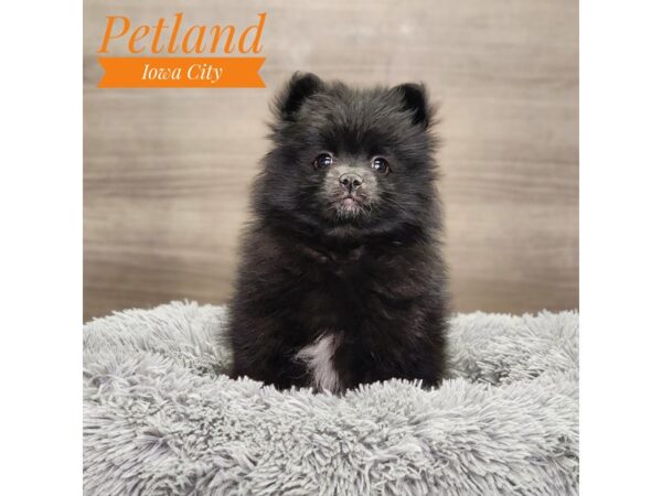 Pomeranian-Dog-Female-Black-18849-Petland Iowa City, Iowa