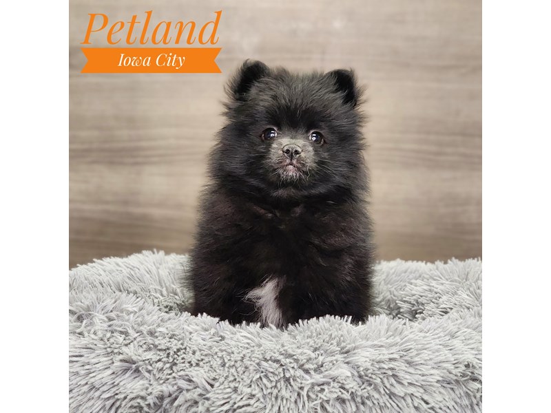 Pomeranian Dog Female Black 18849
