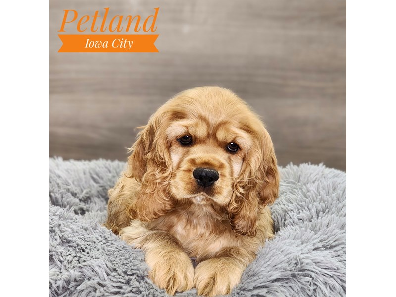 Cocker Spaniel Dog Male Buff 18847