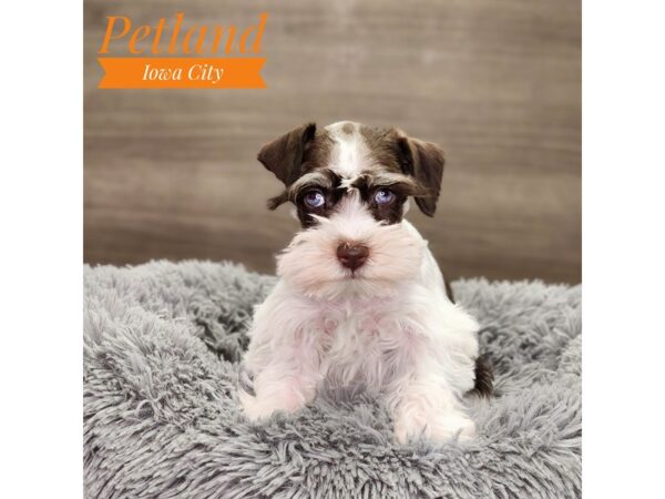 [#18863] Chocolate / White Female Miniature Schnauzer Puppies For Sale