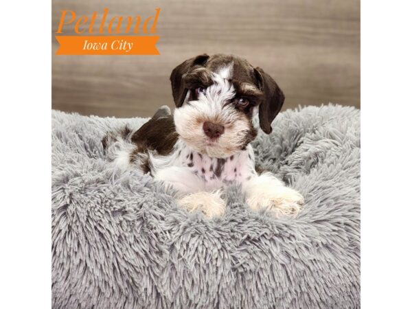 [#18871] Chocolate / White Male Miniature Schnauzer Puppies For Sale