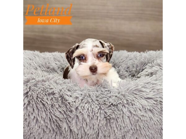 [#18870] Chocolate / White Female Miniature Schnauzer Puppies For Sale