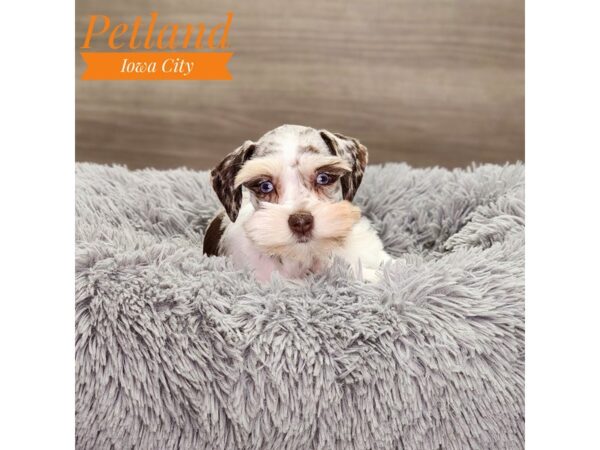 Miniature Schnauzer Dog Female Chocolate / White 18870 Petland Iowa City, Iowa