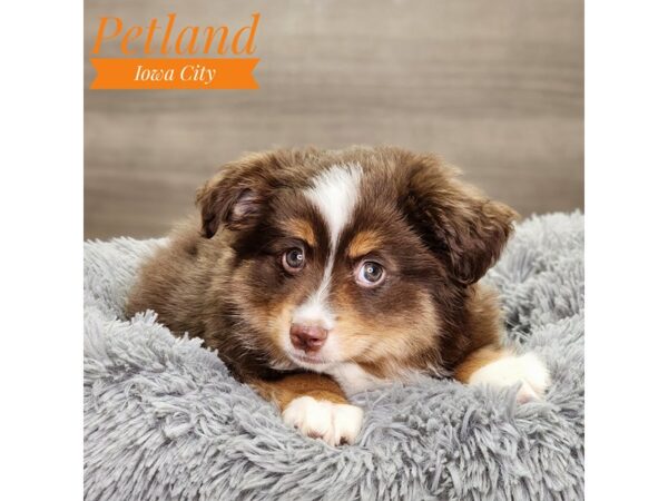 Australian Shepherd Dog Male Red 18864 Petland Iowa City, Iowa