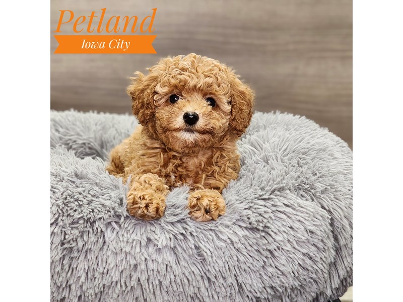 Poodle Small Animal Red ID:18872 Located at Petland Iowa City, Iowa