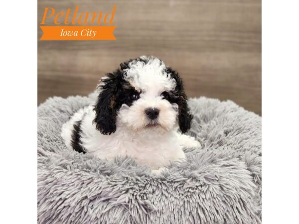 [#18879] Black Rust / White Female Bernardadoodle Mini 2nd Gen Puppies For Sale