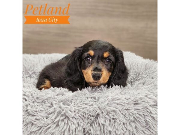 Dachshund Dog Female Black / Tan 18865 Petland Iowa City, Iowa