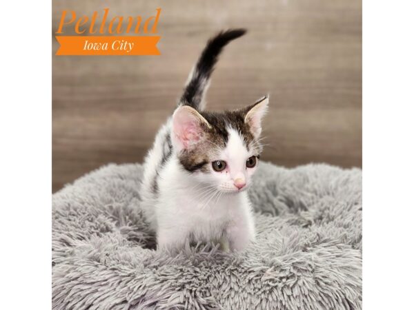 Domestic Long Hair Cat Male tabby/white 18885 Petland Iowa City, Iowa