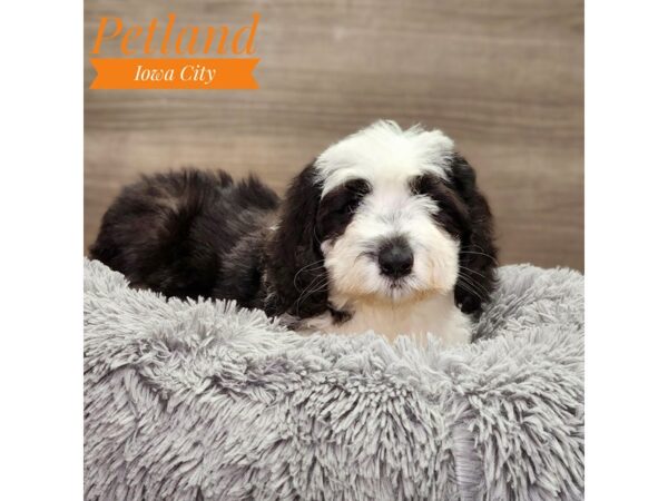 Miniature Sheepadoodle Dog Male Black / White 18874 Petland Iowa City, Iowa