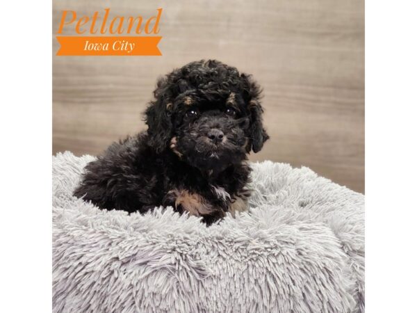 [#18880] Black / Rust Male Bernardadoodle Mini 2nd Gen Puppies For Sale