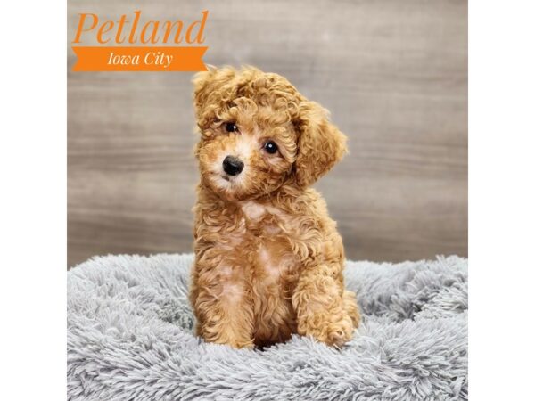 Poodle Dog Female Red 18897 Petland Iowa City, Iowa