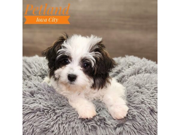 Havanese Dog Female 18894 Petland Iowa City, Iowa