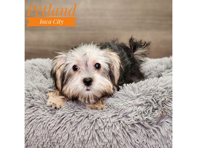 Morkie Dog Male blk 18891