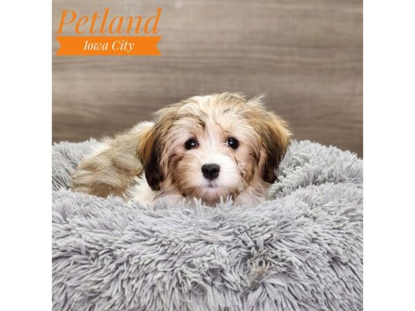 Havanese Dog Female 18893 Petland Iowa City, Iowa