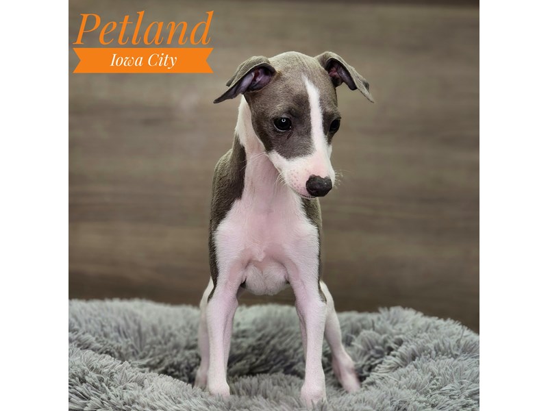 Italian Greyhound Dog Female Blue 18895