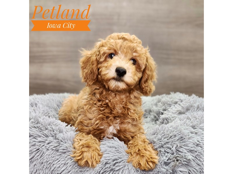 Poodle Dog Male Red 18898