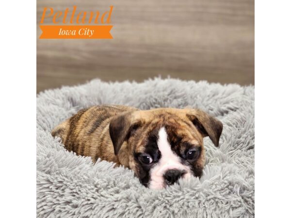 Mini Bulldog 2nd Gen-Dog-Female-Brindle-18907-Petland Iowa City, Iowa