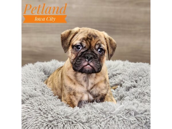 Mini Bulldog 2nd Gen-Dog-Male-Brindle-18906-Petland Iowa City, Iowa