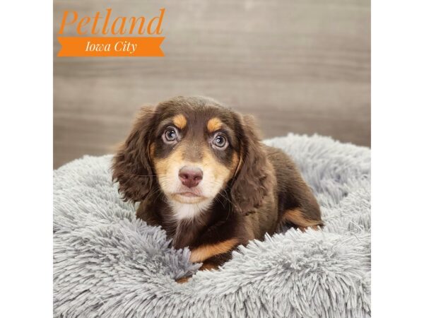 Dachshund-Dog-Male-chlt & tn-18911-Petland Iowa City, Iowa