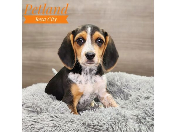 [#18914] Black White / Tan Female Beagle Puppies For Sale