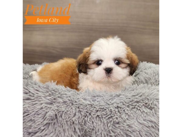 Shih Tzu-Dog-Male-rd/wh-18910-Petland Iowa City, Iowa