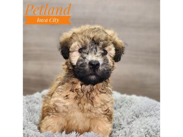 [#18917] Wheaten Male Soft Coated Wheaten Terrier Puppies For Sale
