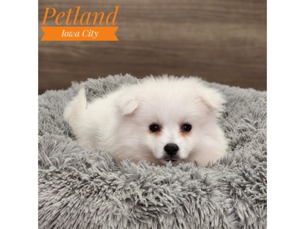 [#18913] White Female American Eskimo Dog Puppies For Sale