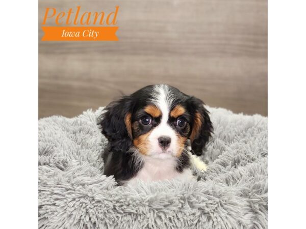 [#18916] Black White / Tan Male Cavalier King Charles Spaniel Puppies For Sale