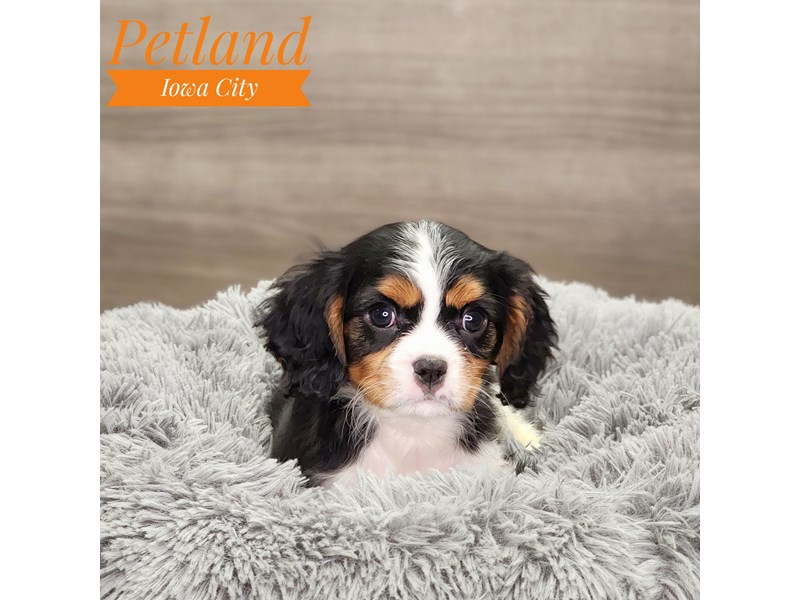 Cavalier King Charles Spaniel Dog Male Black White / Tan 18916