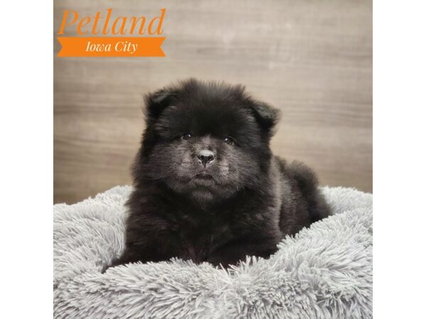 Chow Chow-Dog-Female-Black-18921-Petland Iowa City, Iowa