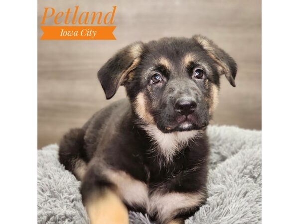 German Shepherd Dog-Dog-Female-Black / Tan-18924-Petland Iowa City, Iowa