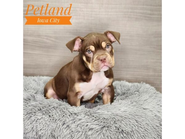 Pocket Bully-Dog-Female-Chocolate-18934-Petland Iowa City, Iowa