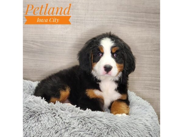 Bernese Mountain Dog Dog Female Black Rust / White 18926 Petland Iowa City, Iowa