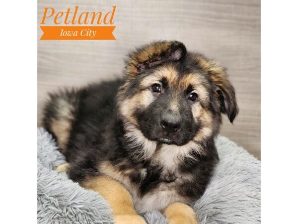 German Shepherd Dog-Dog-Male-Black / Tan-18935-Petland Iowa City, Iowa