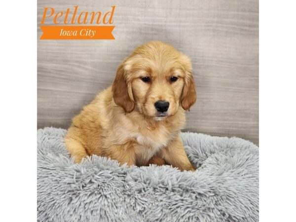 Golden Retriever Dog Female Cream 18927 Petland Iowa City, Iowa