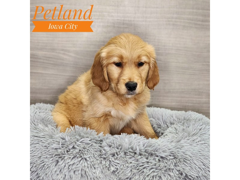 Golden Retriever Dog Female Cream 18927