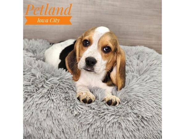 Beagle Dog Male Black White / Tan 18925 Petland Iowa City, Iowa