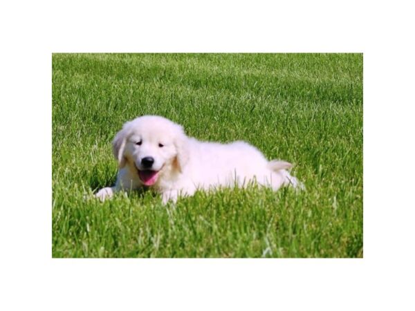 [#18952] Light Golden Male Golden Retriever Puppies For Sale