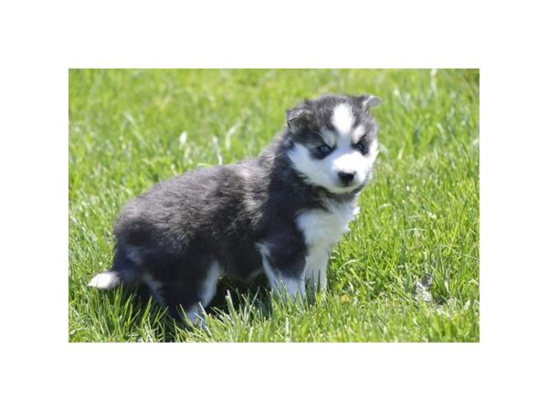 [#18957] Black / White Female Huskimo Puppies For Sale
