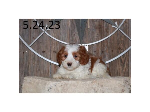 [#18958] White Female Goldendoodle Mini 2nd Gen Puppies For Sale