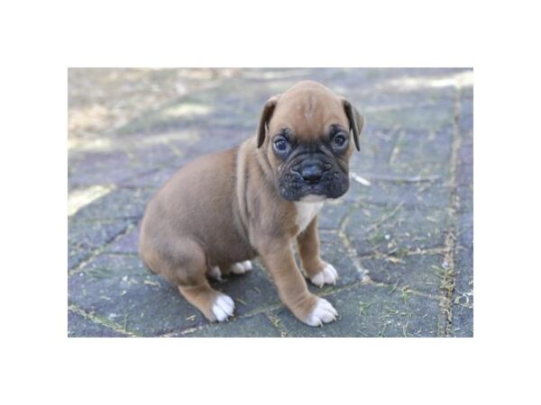 [#18948] Mahogany Male Boxer Puppies For Sale