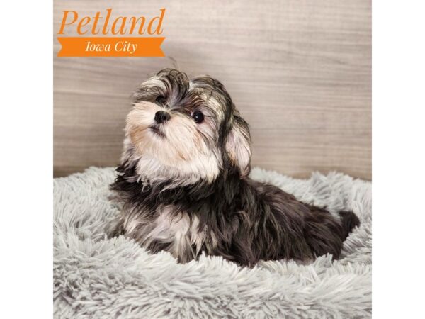 Morkie Dog Female Gld 18946 Petland Iowa City, Iowa