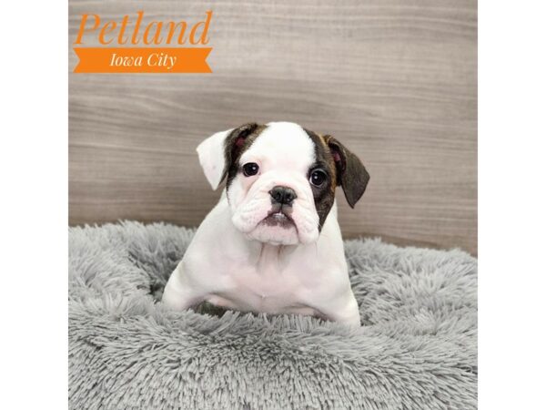 French/English Bulldog-Dog-Female-wh & brdl-18940-Petland Iowa City, Iowa